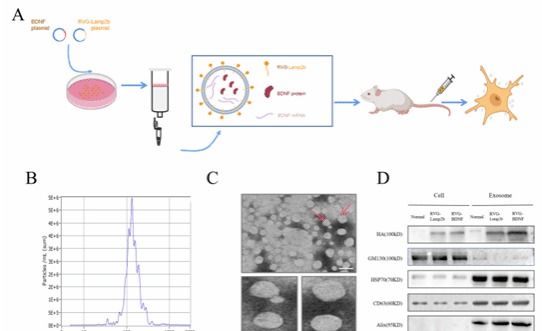 《Research》发表日韩欧美福利视频_黑人巨大人精品欧美三区_欧美成人另类人妖_欧美在线精品一区二区三区_欧美一区二区三区性视频_日韩精品欧美视频_性欧美极品xxxx欧美一区二区程勇团队开发工程化外泌体技术结合基因治疗缓解抑郁症的研究成果